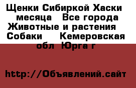 Щенки Сибиркой Хаски 2 месяца - Все города Животные и растения » Собаки   . Кемеровская обл.,Юрга г.